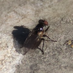 Coenosia atra