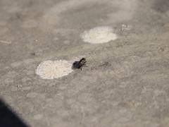 Coenosia atra