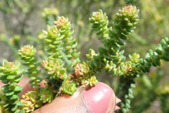 Agathosma apiculata