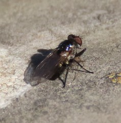 Coenosia atra