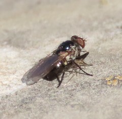 Coenosia atra