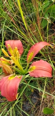 Lilium catesbaei image
