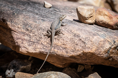 Ctenophorus modestus