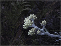 Pseudognaphalium adnatum