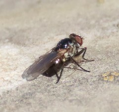 Coenosia atra