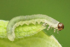 Euura longiserra