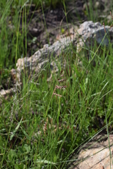 Urochloa serrata