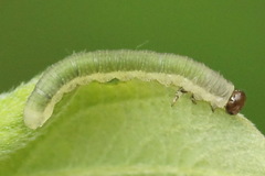 Euura longiserra