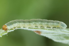 Euura longiserra