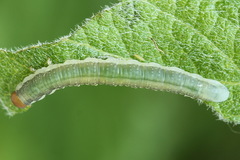 Euura longiserra