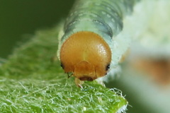 Euura longiserra