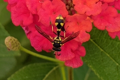 Eumenes mediterraneus