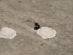 Coenosia atra
