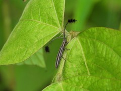 Eucomatocera vittata