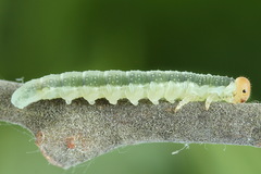 Euura longiserra