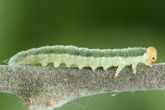 Euura longiserra