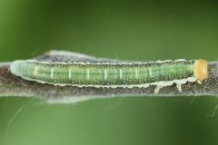 Euura longiserra