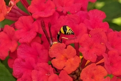 Eumenes mediterraneus