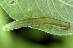 Euura longiserra