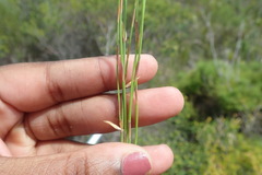 Elegia microcarpa