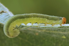 Euura longiserra