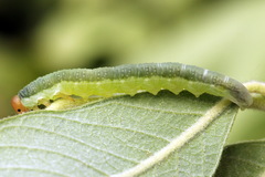 Euura longiserra