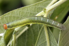 Euura longiserra