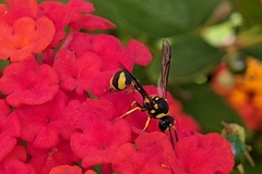 Eumenes mediterraneus