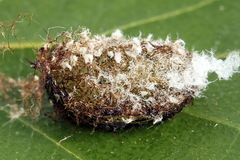 Euura longiserra