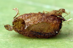 Euura longiserra