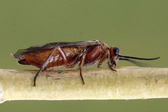 Euura longiserra