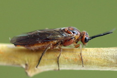 Euura longiserra