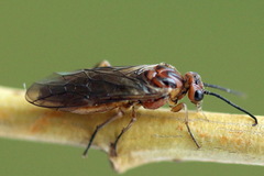 Euura longiserra