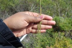 Elegia microcarpa