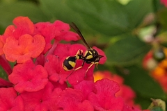 Eumenes mediterraneus