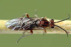 Euura longiserra
