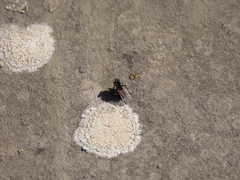 Coenosia atra