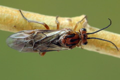 Euura longiserra