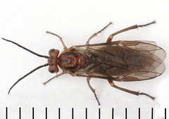 Euura longiserra