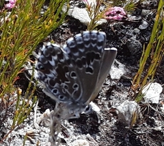 Lepidochrysops robertsoni