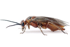 Euura longiserra
