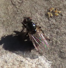 Coenosia atra