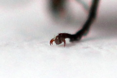 Euura longiserra