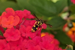 Eumenes mediterraneus