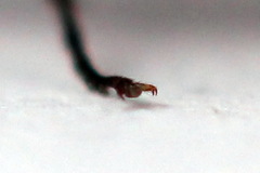 Euura longiserra