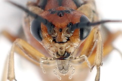 Euura longiserra