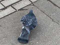 Columba livia domestica