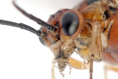 Euura longiserra