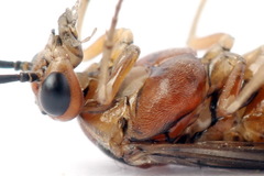 Euura longiserra
