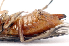 Euura longiserra